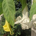 AngelÃ¢â¬â¢s Trumpet flowers - Brugmansia family Solanaceae